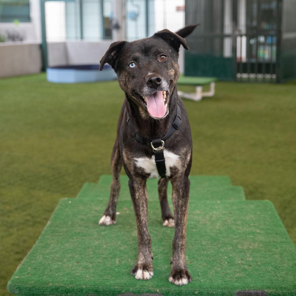 Wallace, a Adoptable mixed breed in Pasadena, CA image 5/5