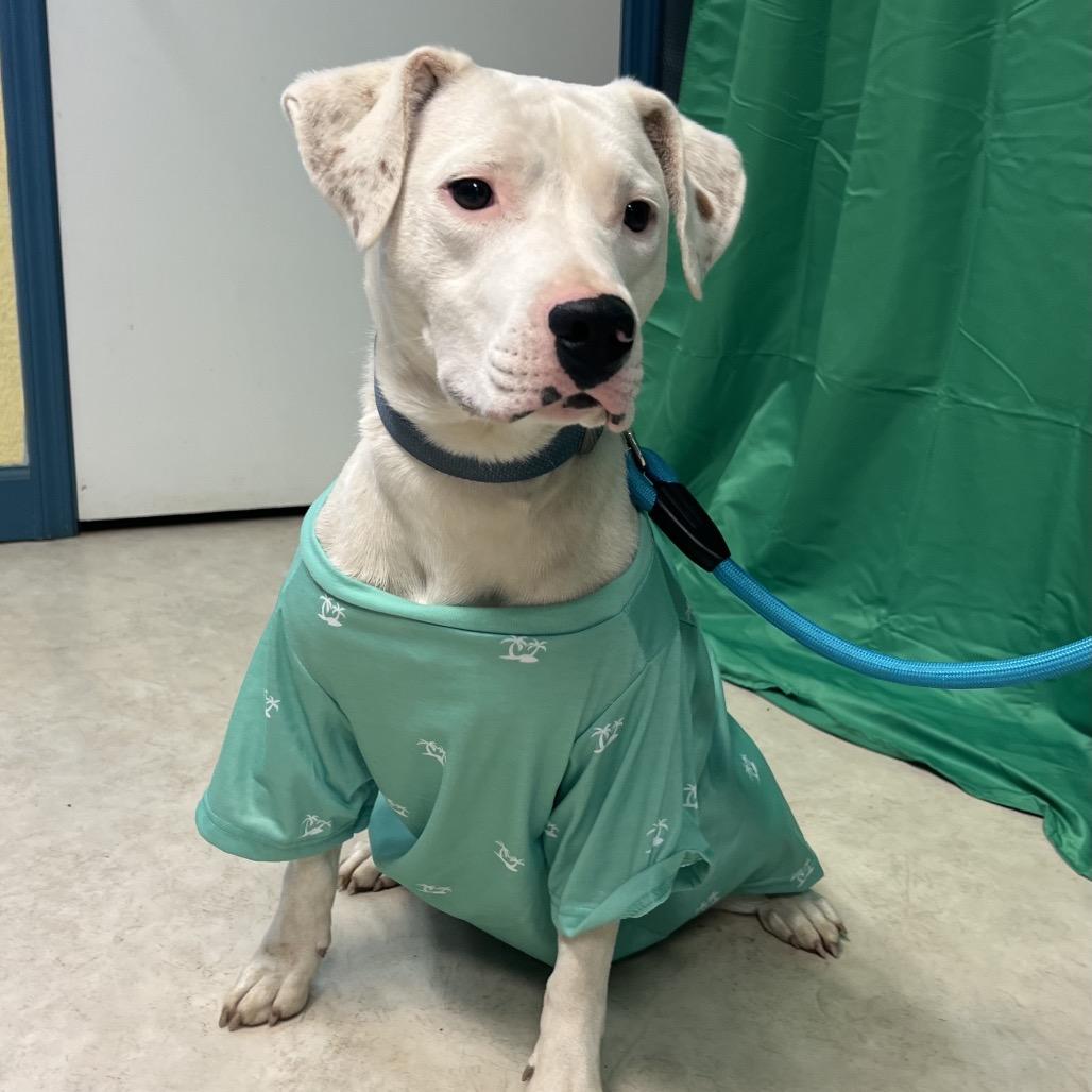 Enlarge June, a Adoptable Mixed Breed in Poplar Bluff, MO image 1/6