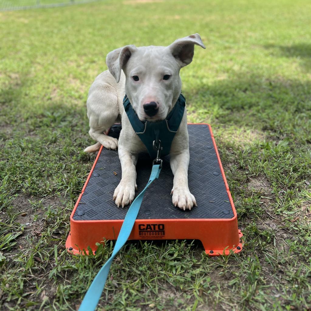 Enlarge June, a Adoptable Mixed Breed in Poplar Bluff, MO image 2/6