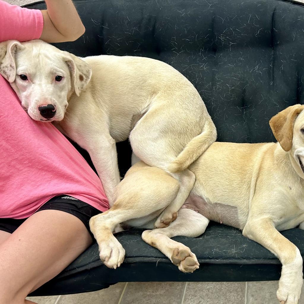 Enlarge June, a Adoptable Mixed Breed in Poplar Bluff, MO image 3/6