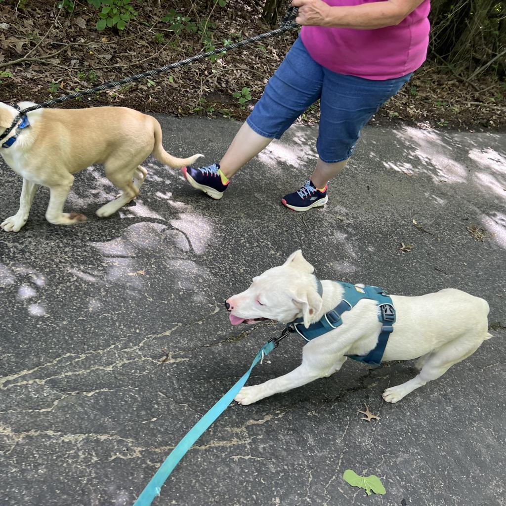 Enlarge June, a Adoptable Mixed Breed in Poplar Bluff, MO image 4/6