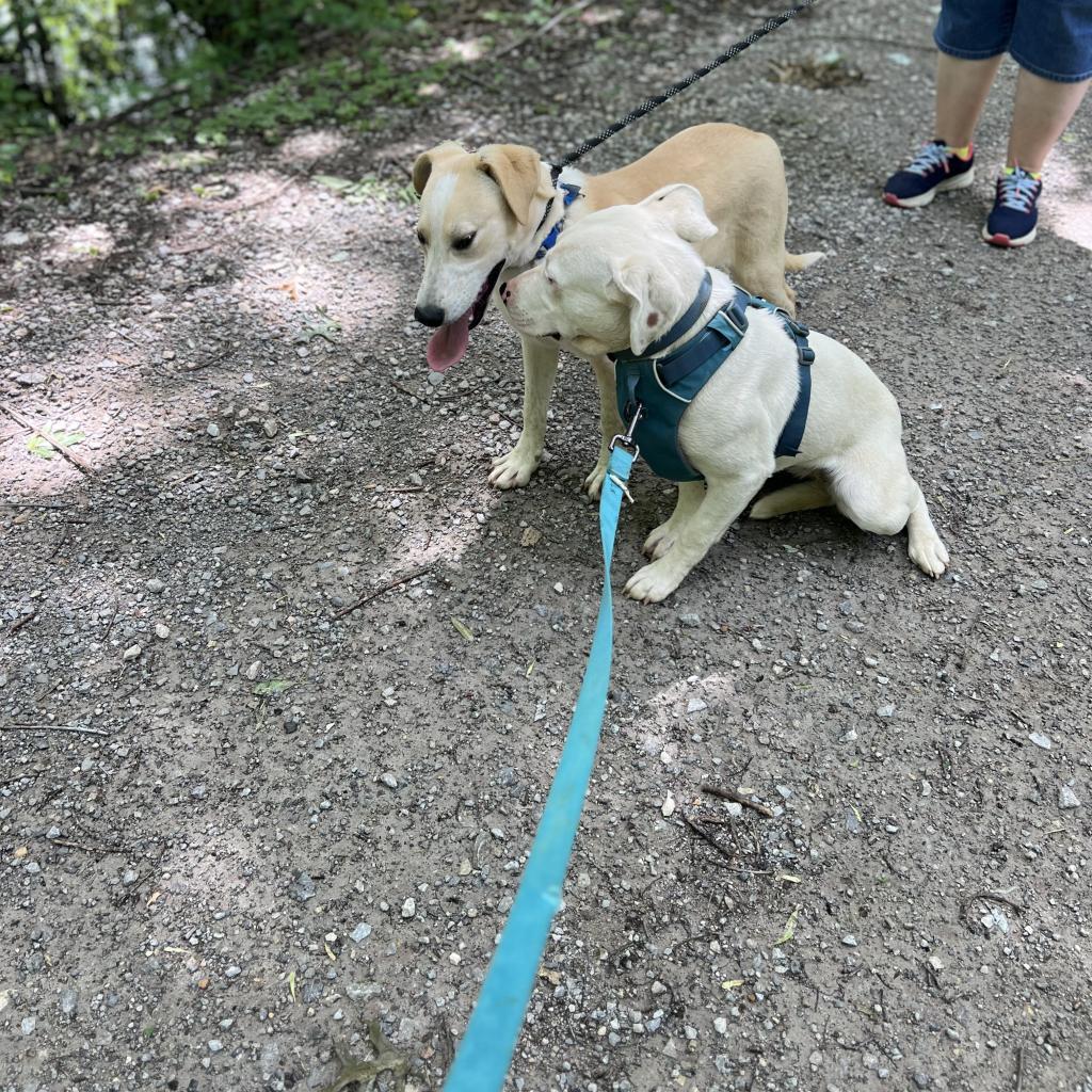 Enlarge June, a Adoptable Mixed Breed in Poplar Bluff, MO image 5/6