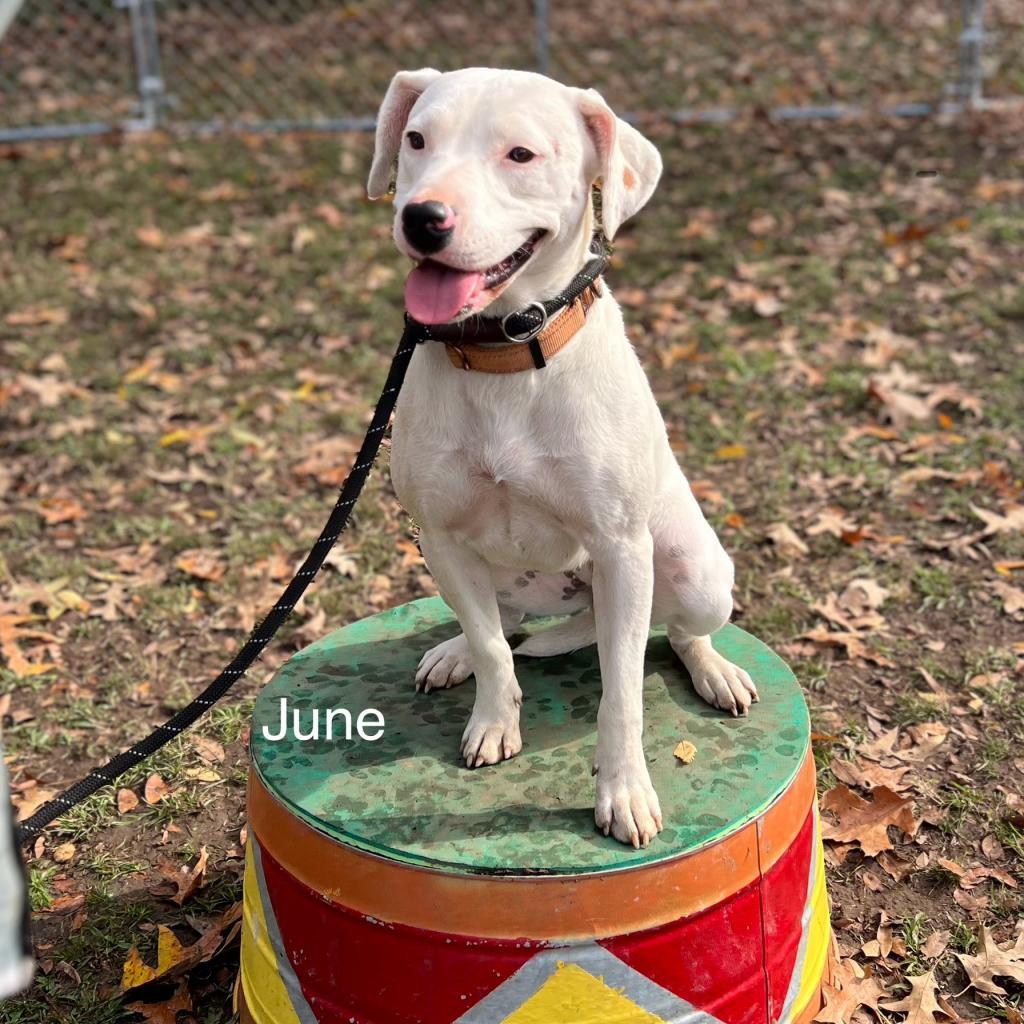 Enlarge June, a Adoptable Mixed Breed in Poplar Bluff, MO image 6/6