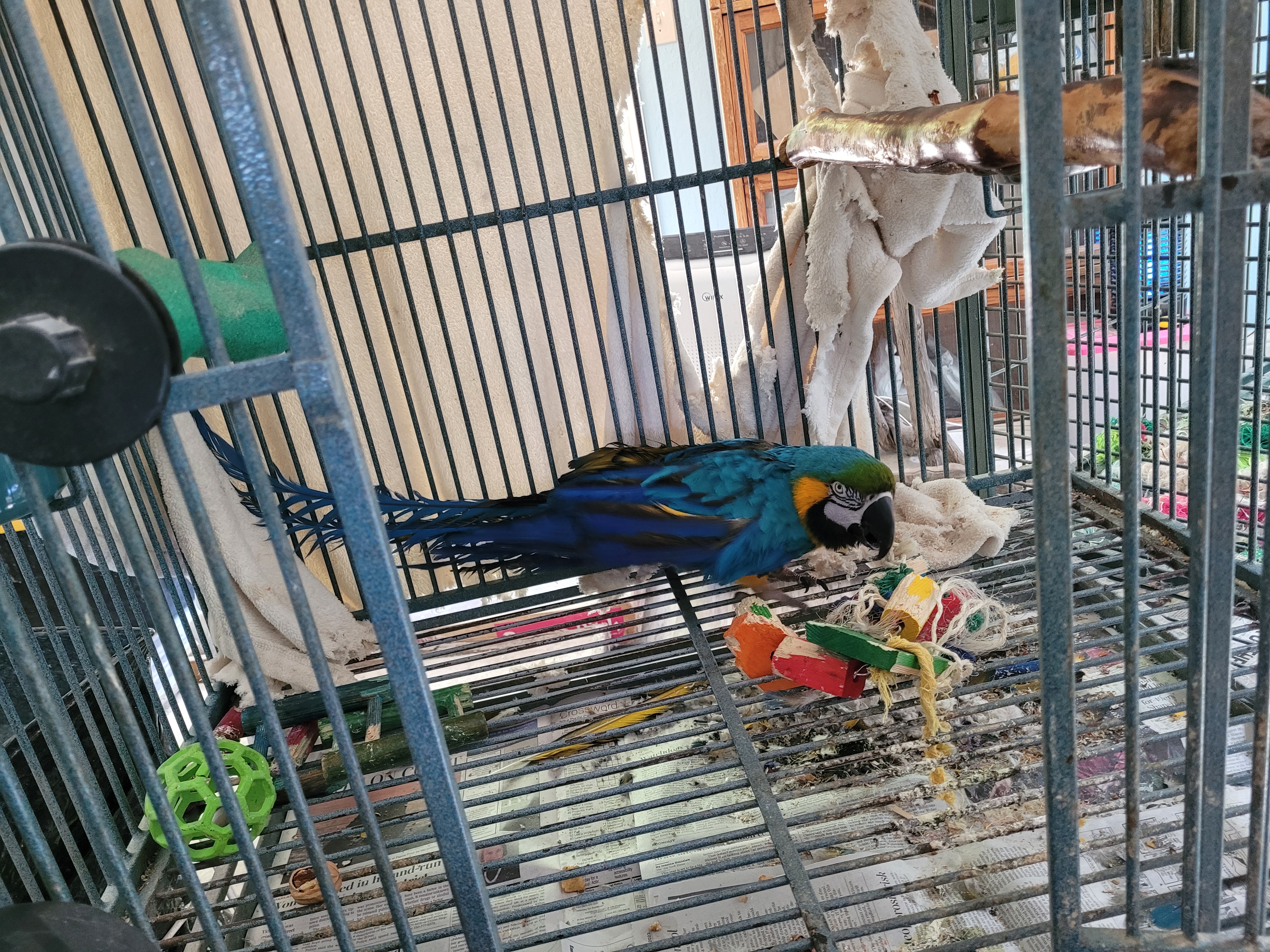 Bug, Adult Female Macaw