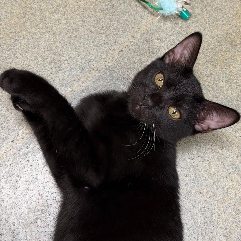 Enlarge Doyle, a Adoptable Domestic Short Hair in Long Beach, CA image 1/4