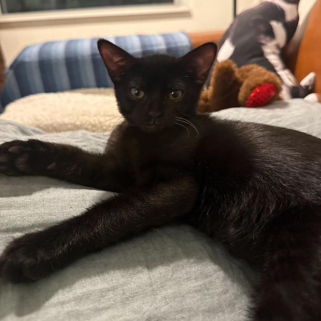 Enlarge Doyle, a Adoptable Domestic Short Hair in Long Beach, CA image 2/4