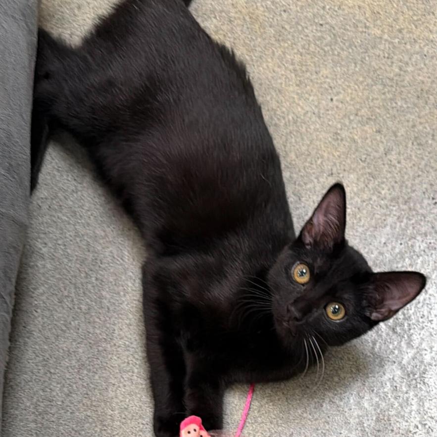 Enlarge Doyle, a Adoptable Domestic Short Hair in Long Beach, CA image 3/4