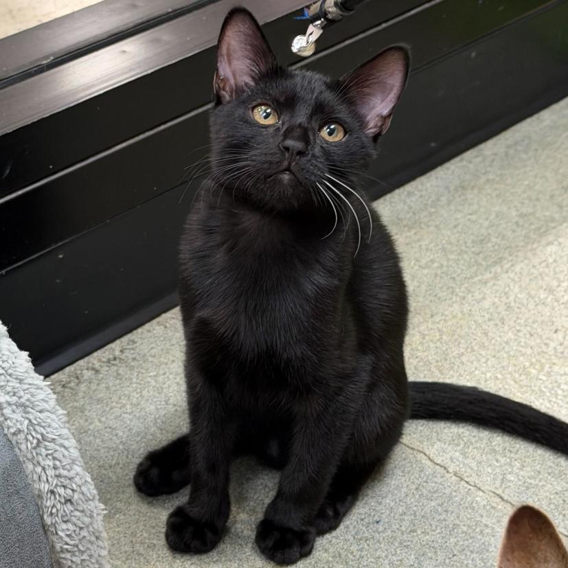 Enlarge Doyle, a Adoptable Domestic Short Hair in Long Beach, CA image 4/4