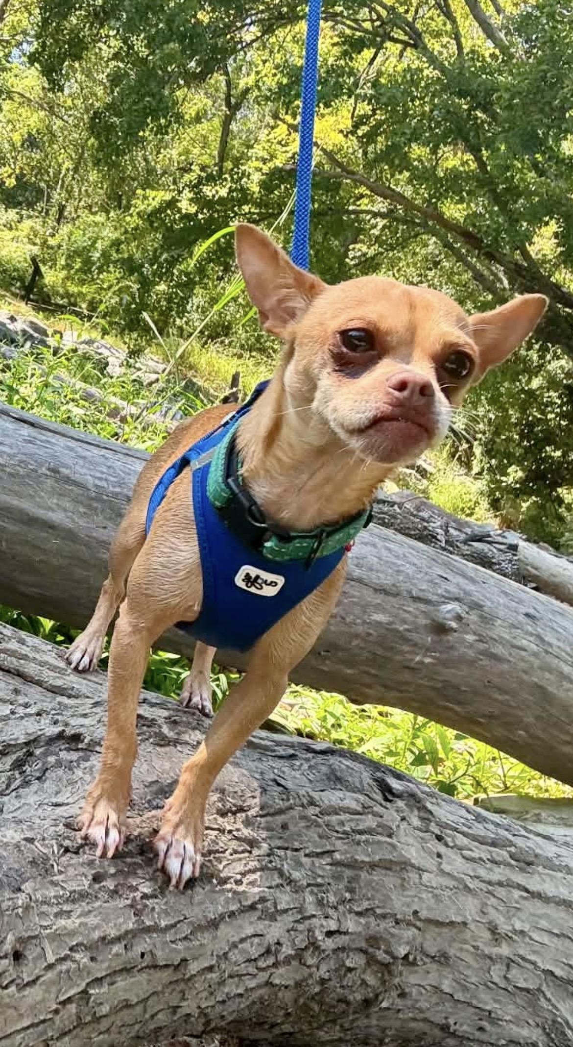 TROOPER, Adoptable, Adult Male Chihuahua.