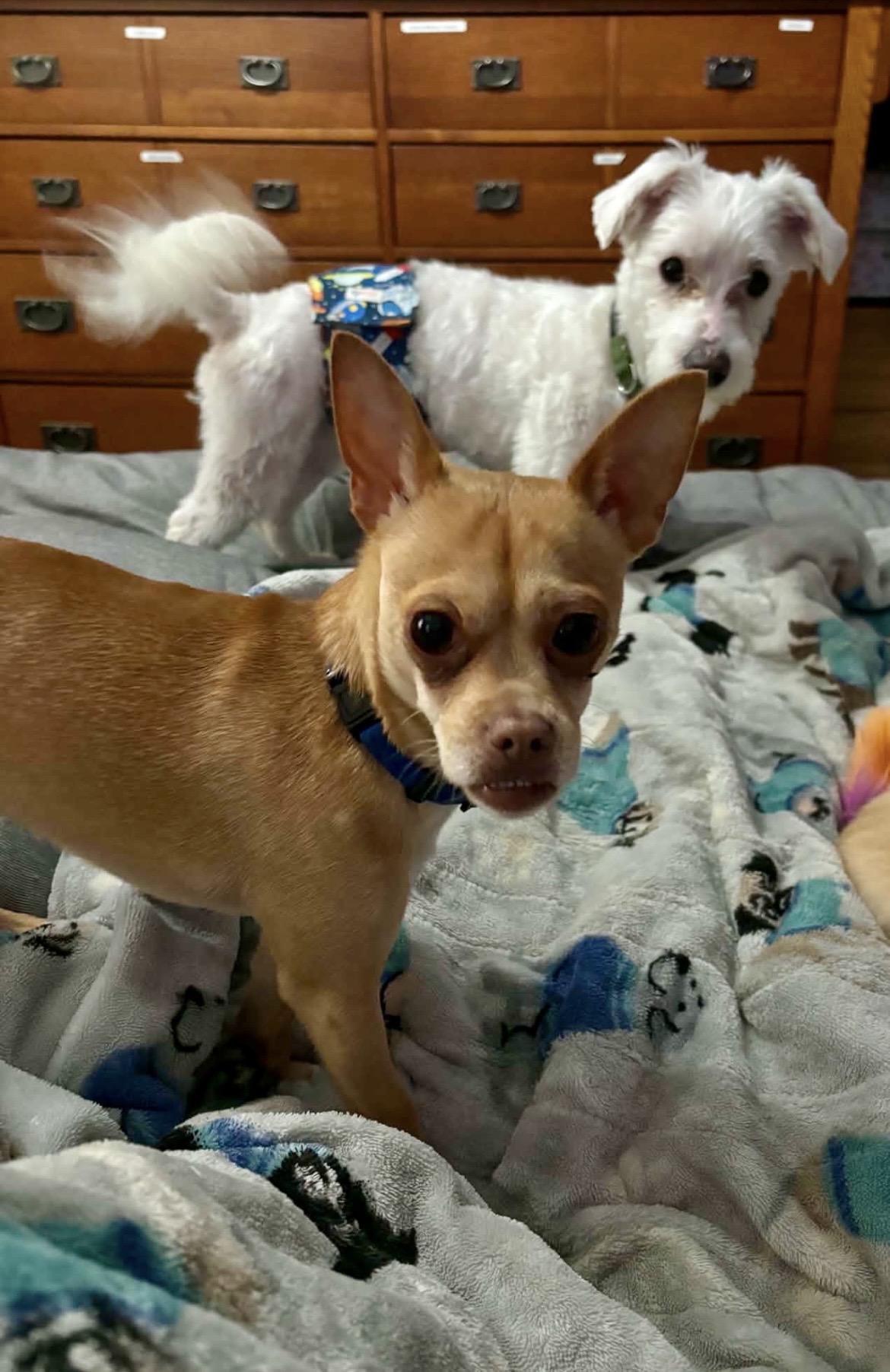 TROOPER, a Adoptable Chihuahua in Media, PA image 2/6