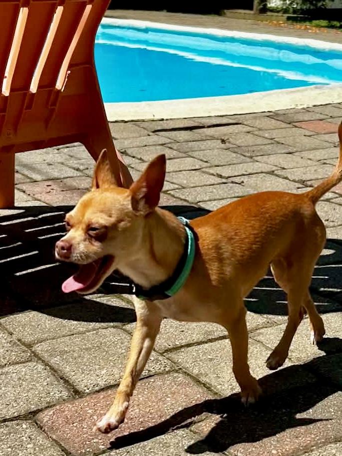 TROOPER, a Adoptable Chihuahua in Media, PA image 4/6