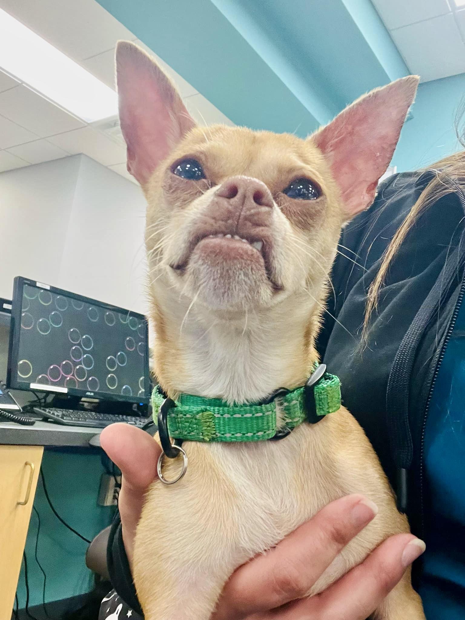 TROOPER, a Adoptable Chihuahua in Media, PA image 3/5