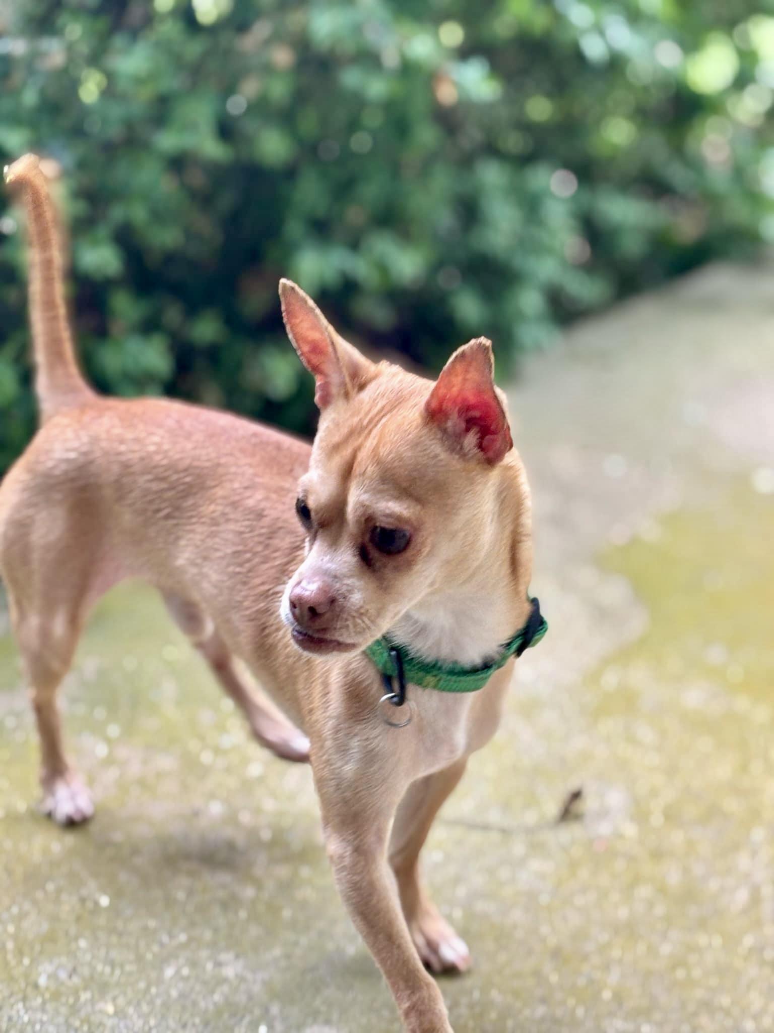 TROOPER, a Adoptable Chihuahua in Media, PA image 4/5