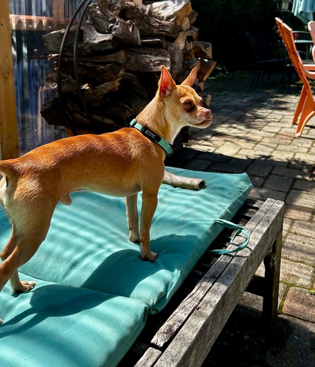 TROOPER, a Adoptable Chihuahua in Media, PA image 6/6