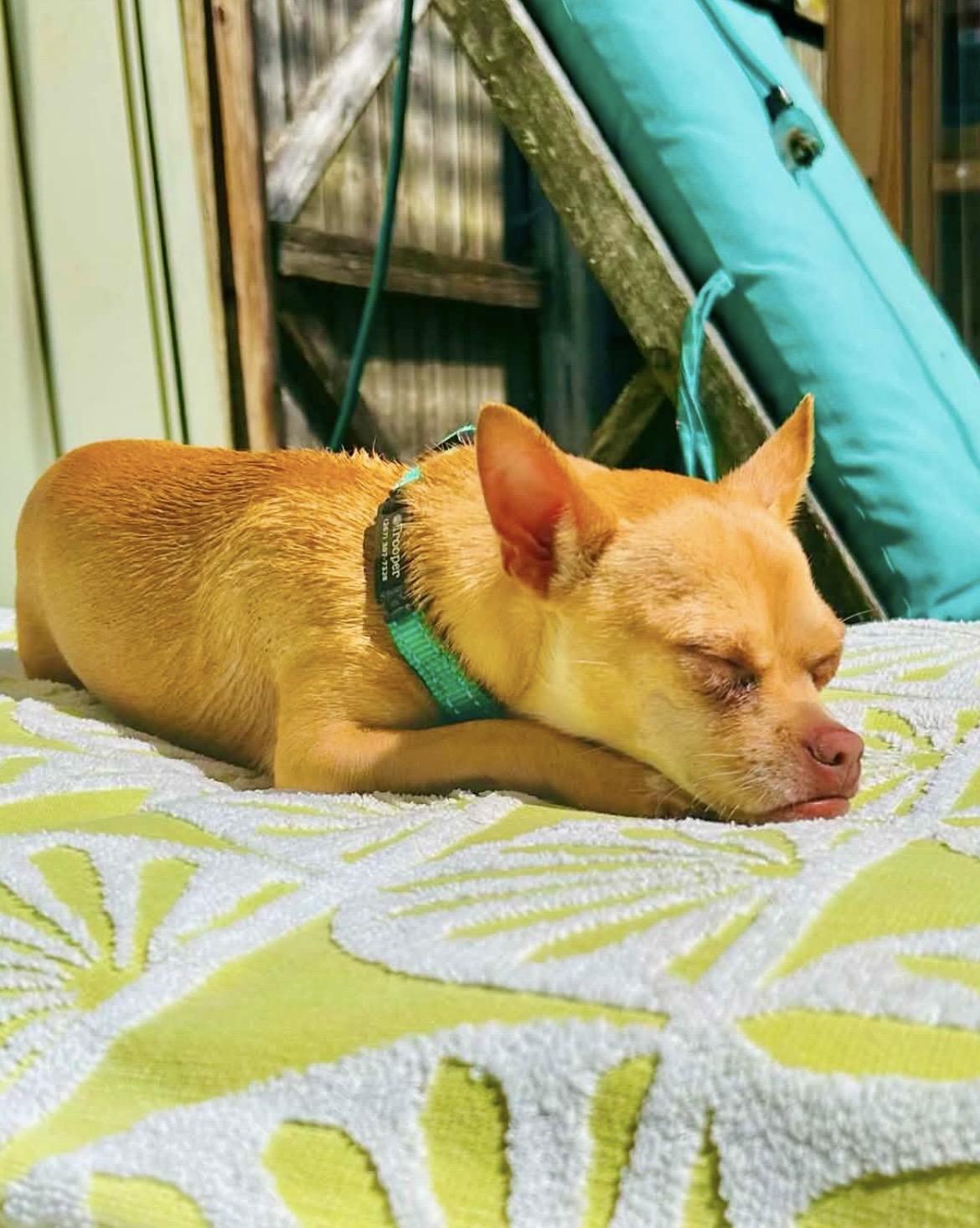 TROOPER, a Adoptable Chihuahua in Media, PA image 3/6