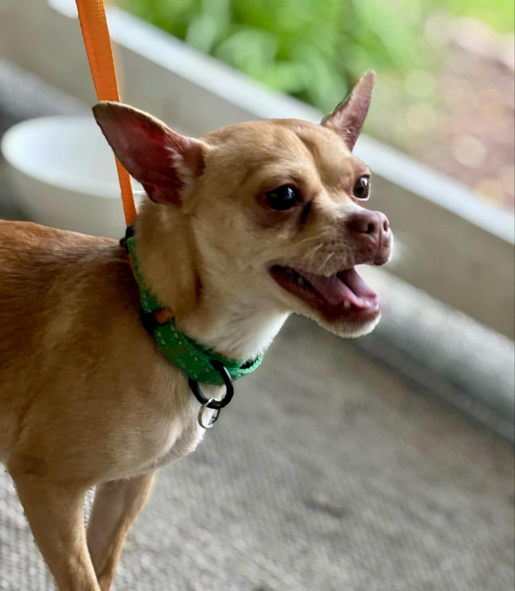 TROOPER, a Adoptable Chihuahua in Media, PA image 5/5