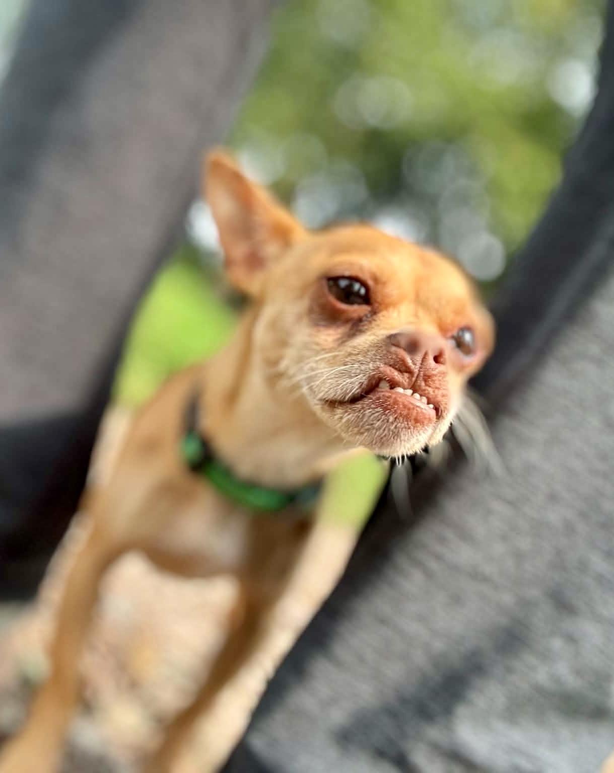 TROOPER, a Adoptable Chihuahua in Media, PA image 5/6