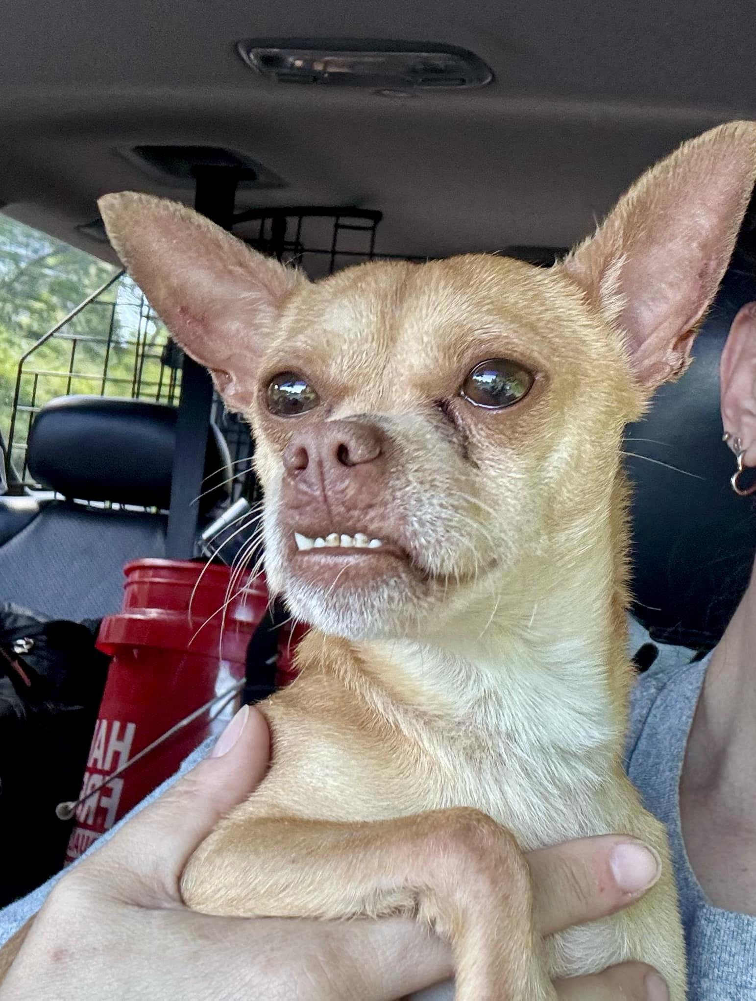 TROOPER, a Adoptable Chihuahua in Media, PA image 1/5