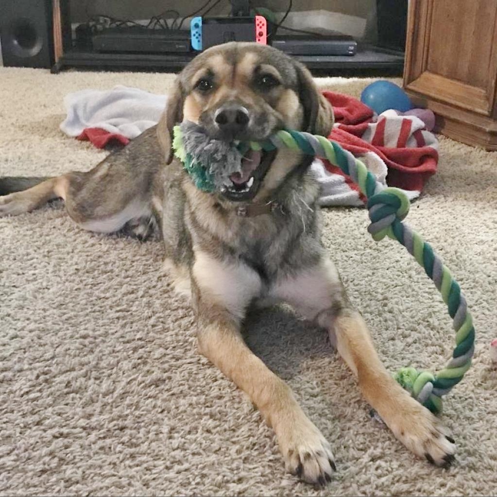 Lilly, a Adoptable mixed breed in Helena, AL image 6/11