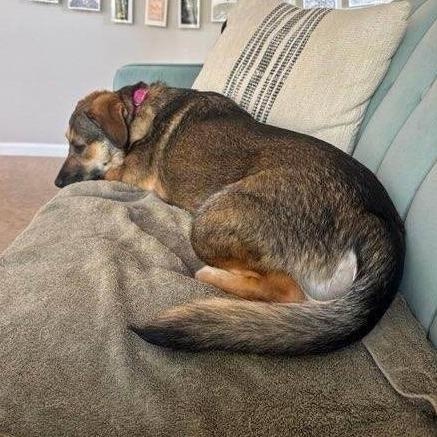 Enlarge Lilly, a Adoptable mixed breed in Helena, AL image 8/11