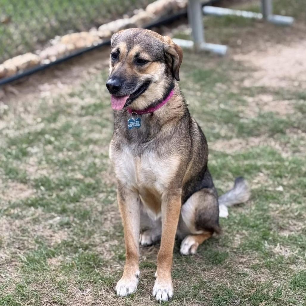 Lilly, a Adoptable mixed breed in Helena, AL image 4/11