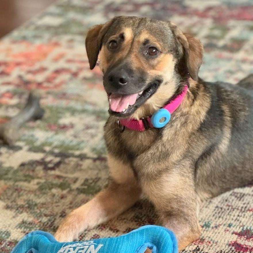 Lilly, a Adoptable mixed breed in Helena, AL image 1/11