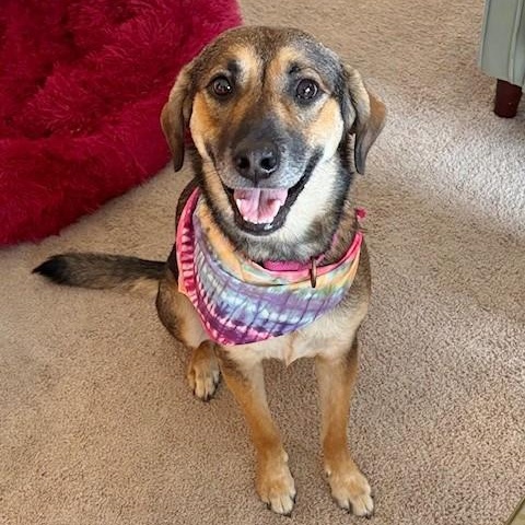 Lilly, a Adoptable mixed breed in Helena, AL image 3/11