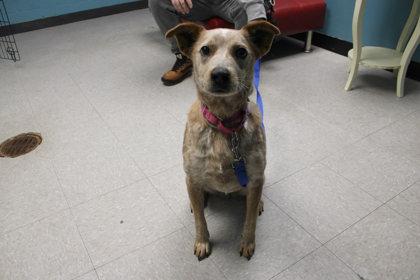 Shark Tank, Adoptable, Senior Female Fox Terrier & Mixed Breed.