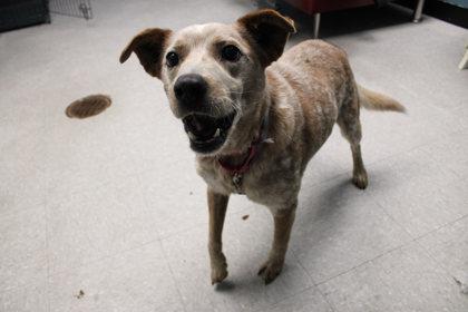 Enlarge Shark Tank, a Adoptable mixed breed in Kansas City, MO image 2/2