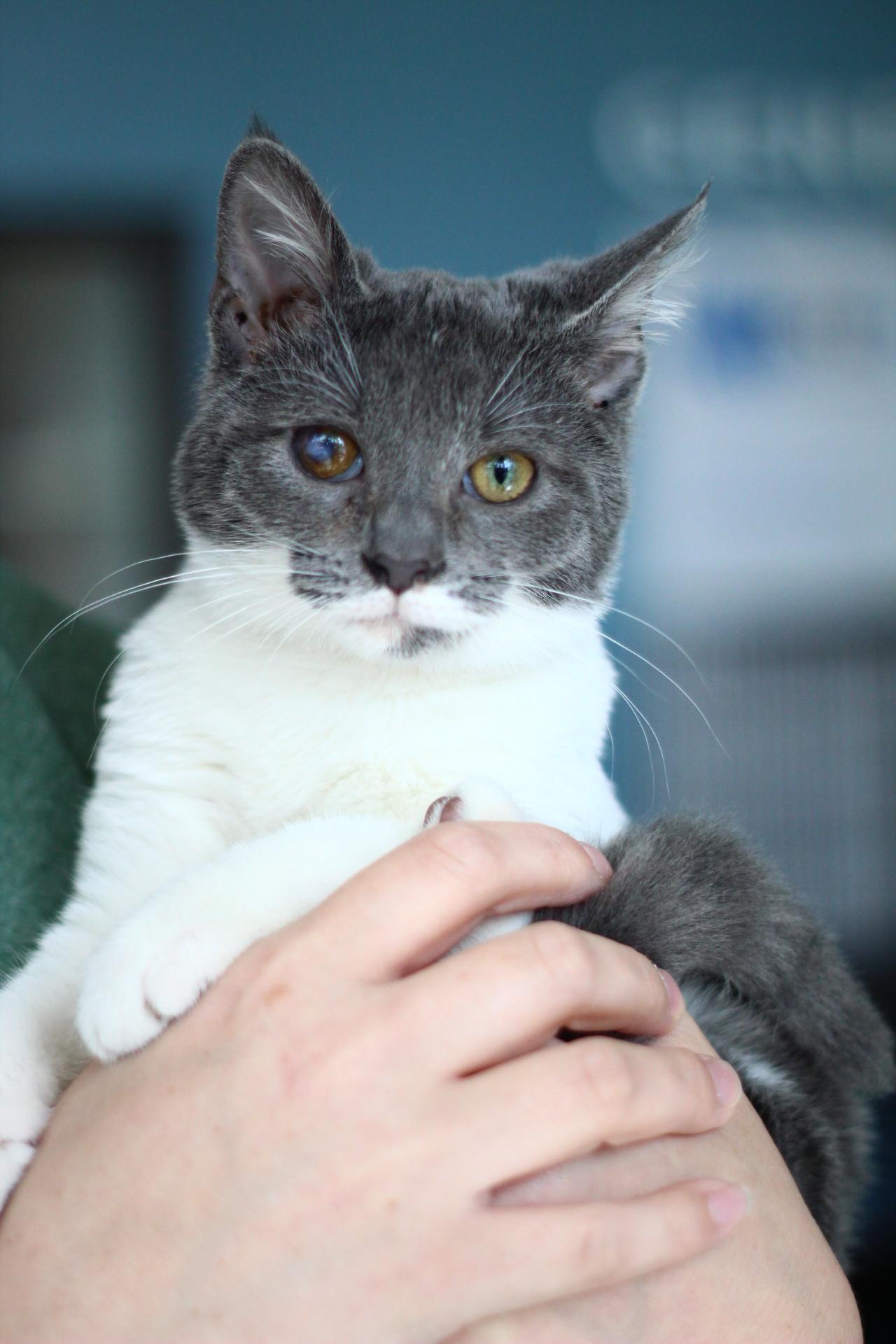Enlarge Scooter, a Adoptable Domestic Short Hair in Toledo, OH image 1/2