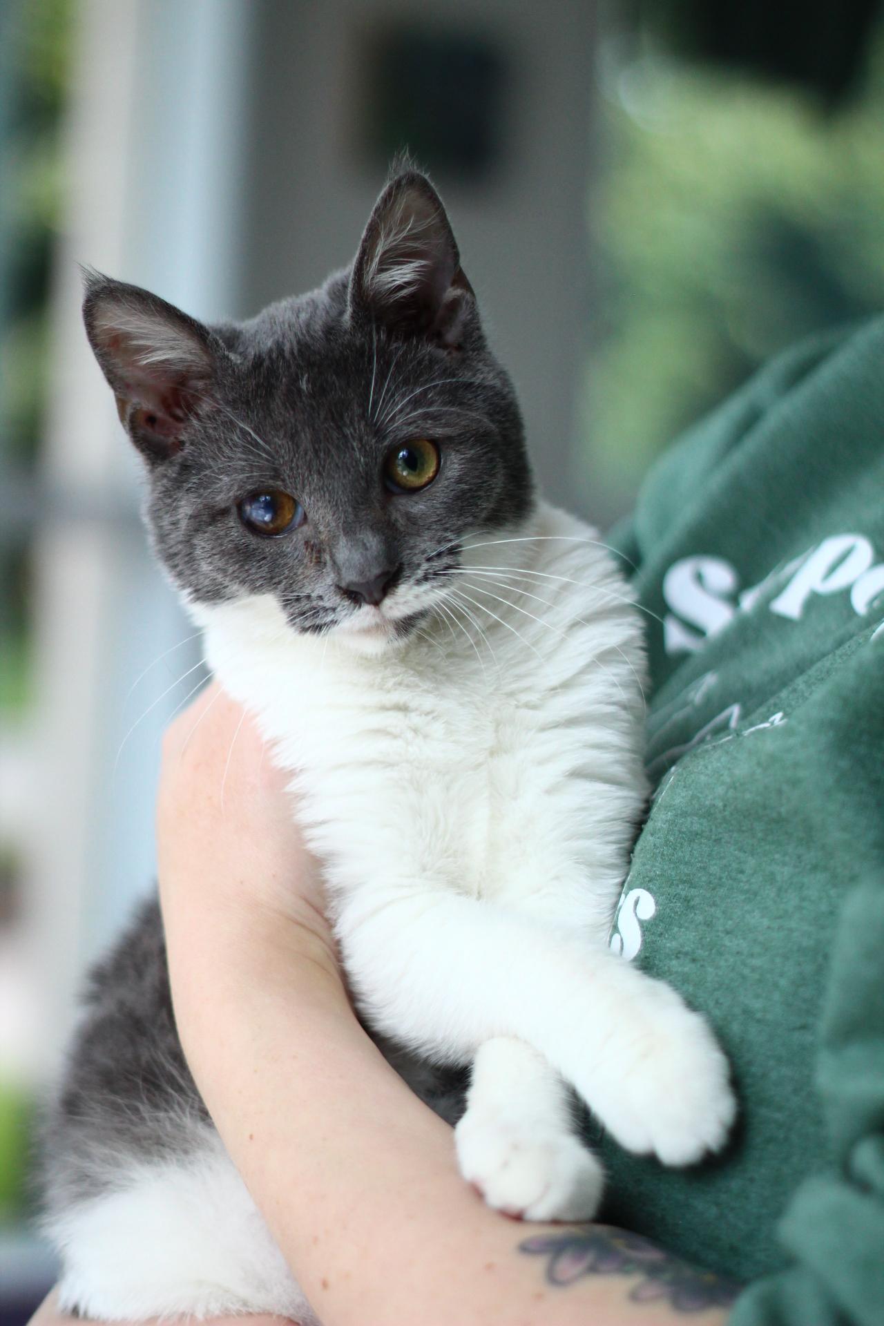 Enlarge Scooter, a Adoptable Domestic Short Hair in Toledo, OH image 2/2