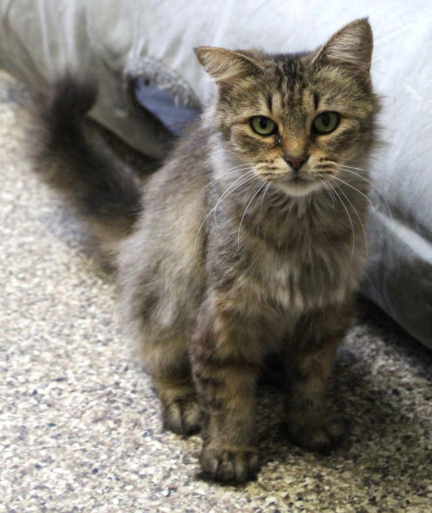 Espresso — thumbnail 2