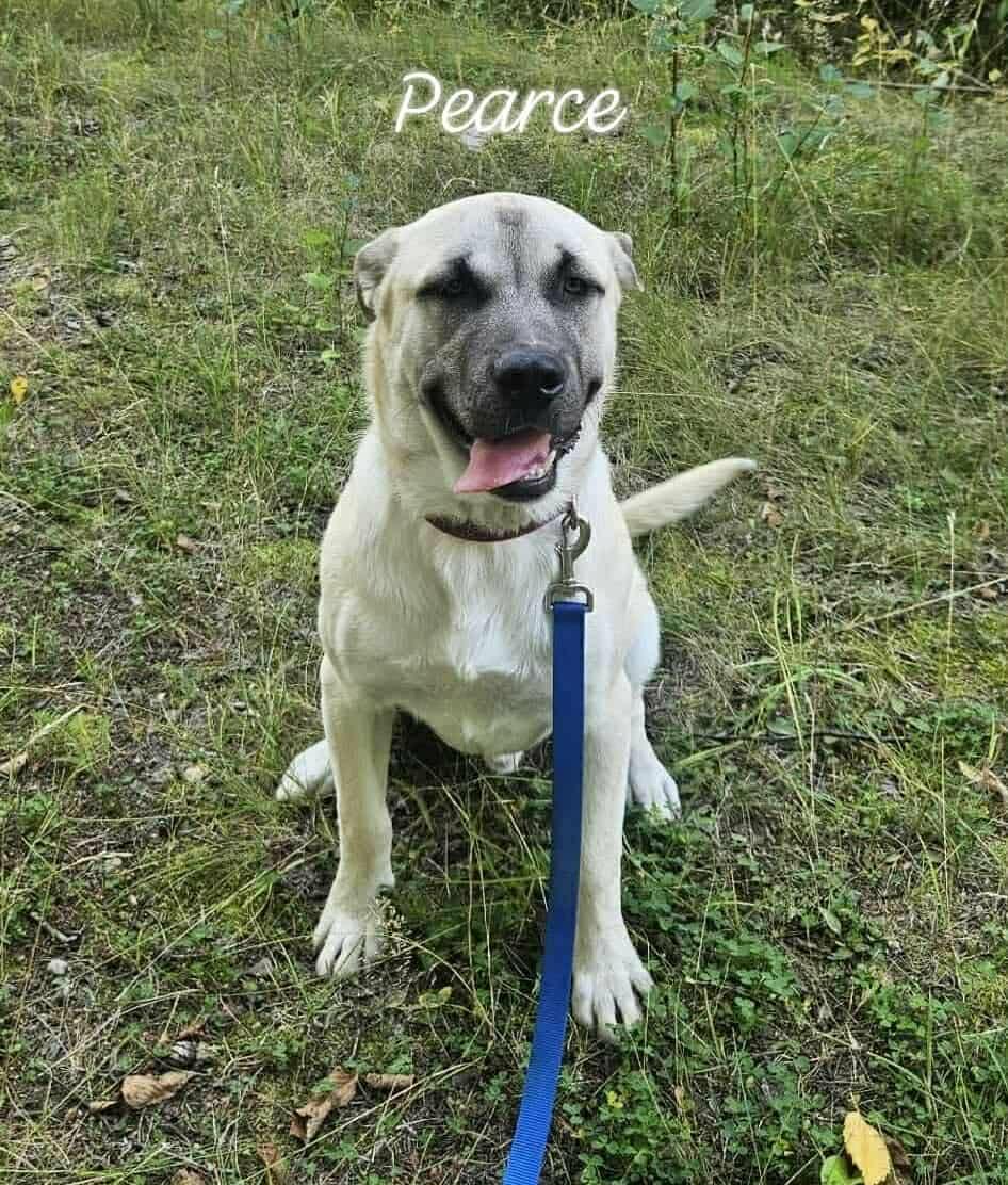 Pearce (20251204-07)
