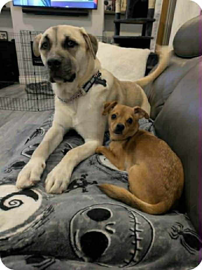 Pearce (20251204-07) — thumbnail 3