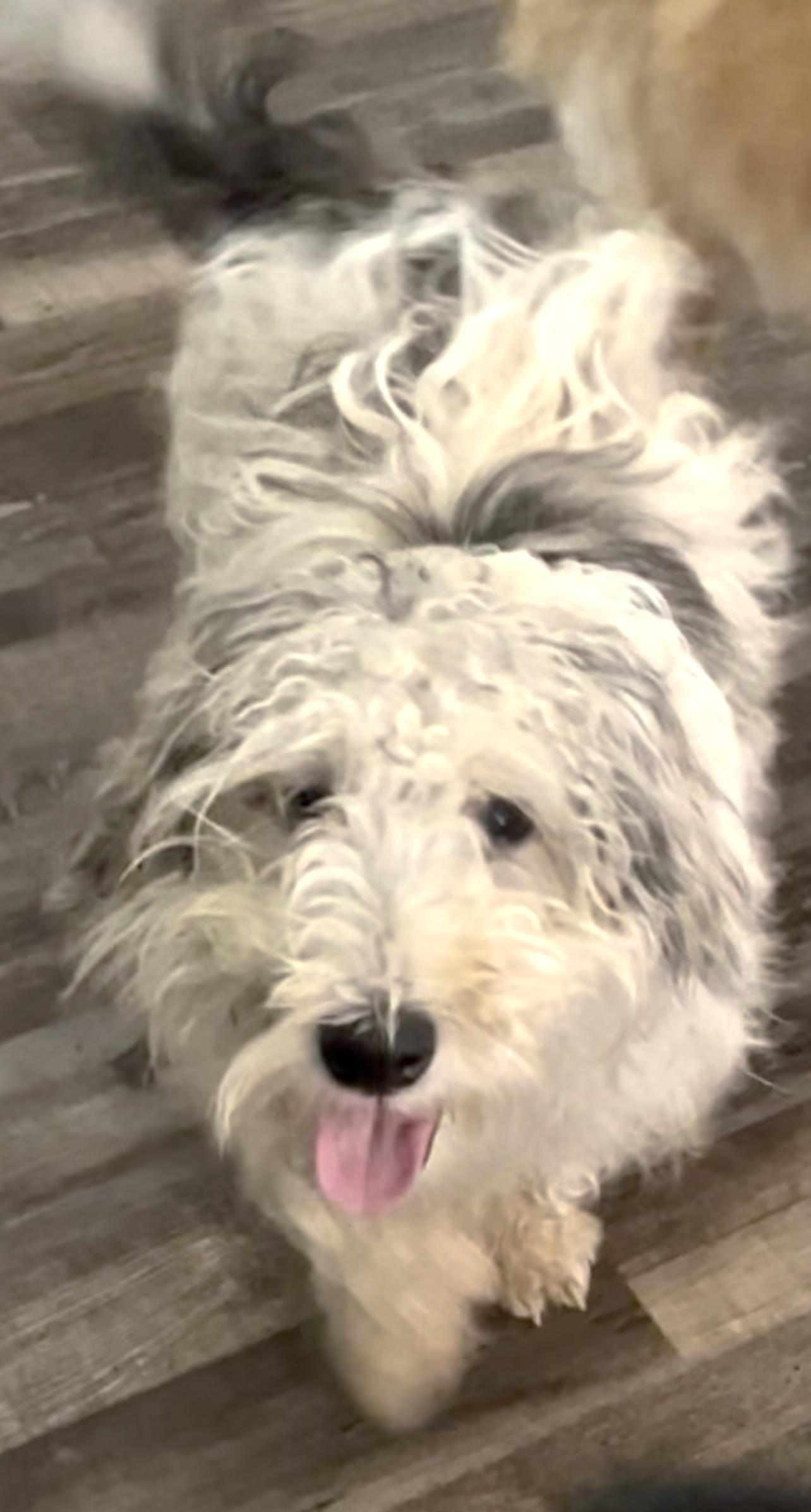 Happy aka Mission, Adopted, Young Male Cardigan Welsh Corgi & Miniature Poodle.