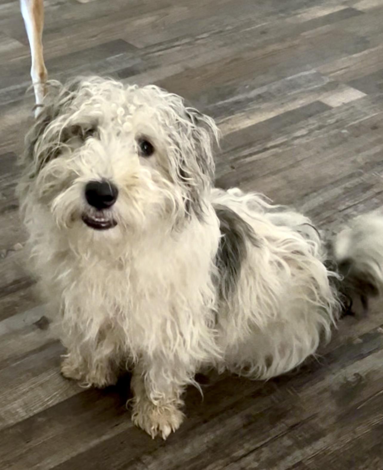 Enlarge Happy aka Mission, a Adopted mixed breed in Athens, TN image 3/6