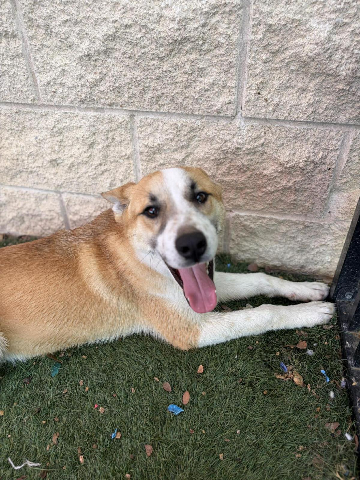 Enlarge Shrimp, a Adoptable mixed breed in Rockwall, TX image 1/3