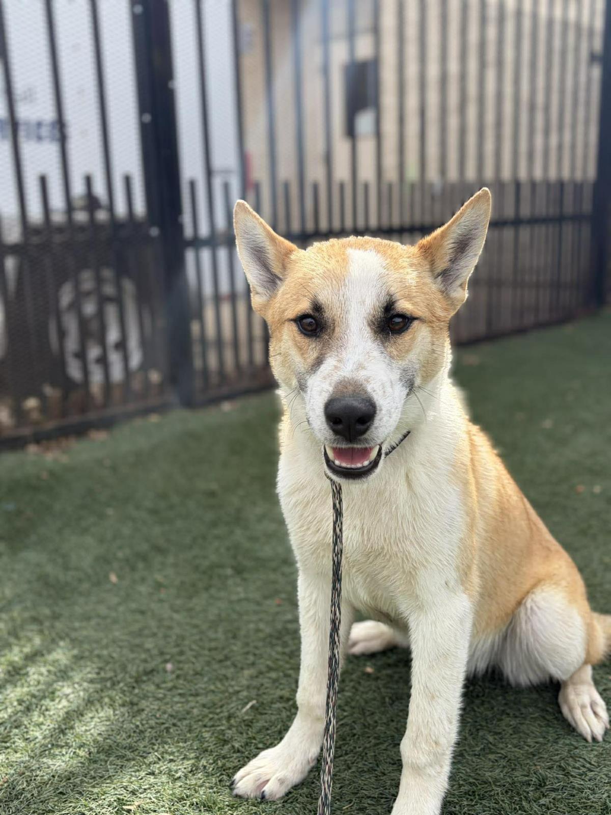 Enlarge Shrimp, a Adoptable mixed breed in Rockwall, TX image 2/3