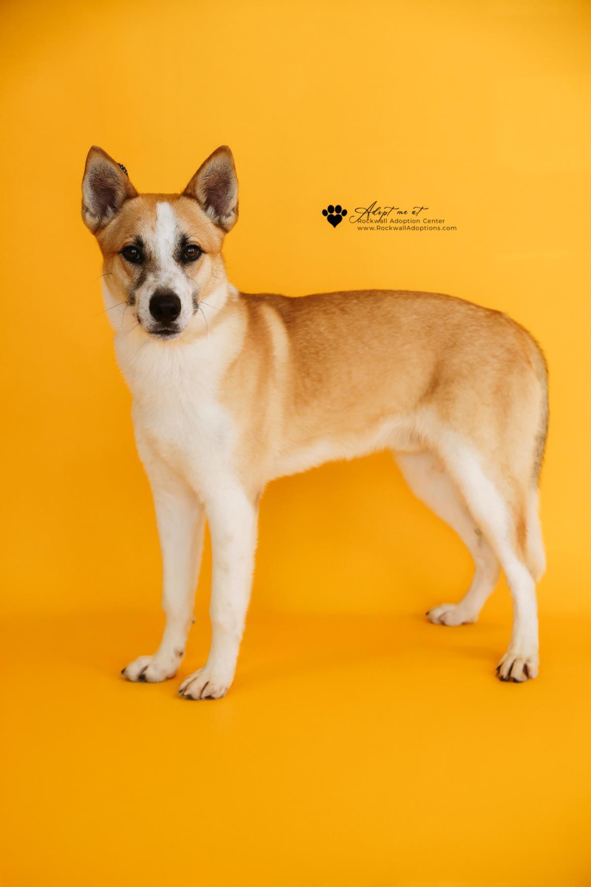 Enlarge Shrimp, a Adoptable mixed breed in Rockwall, TX image 3/3
