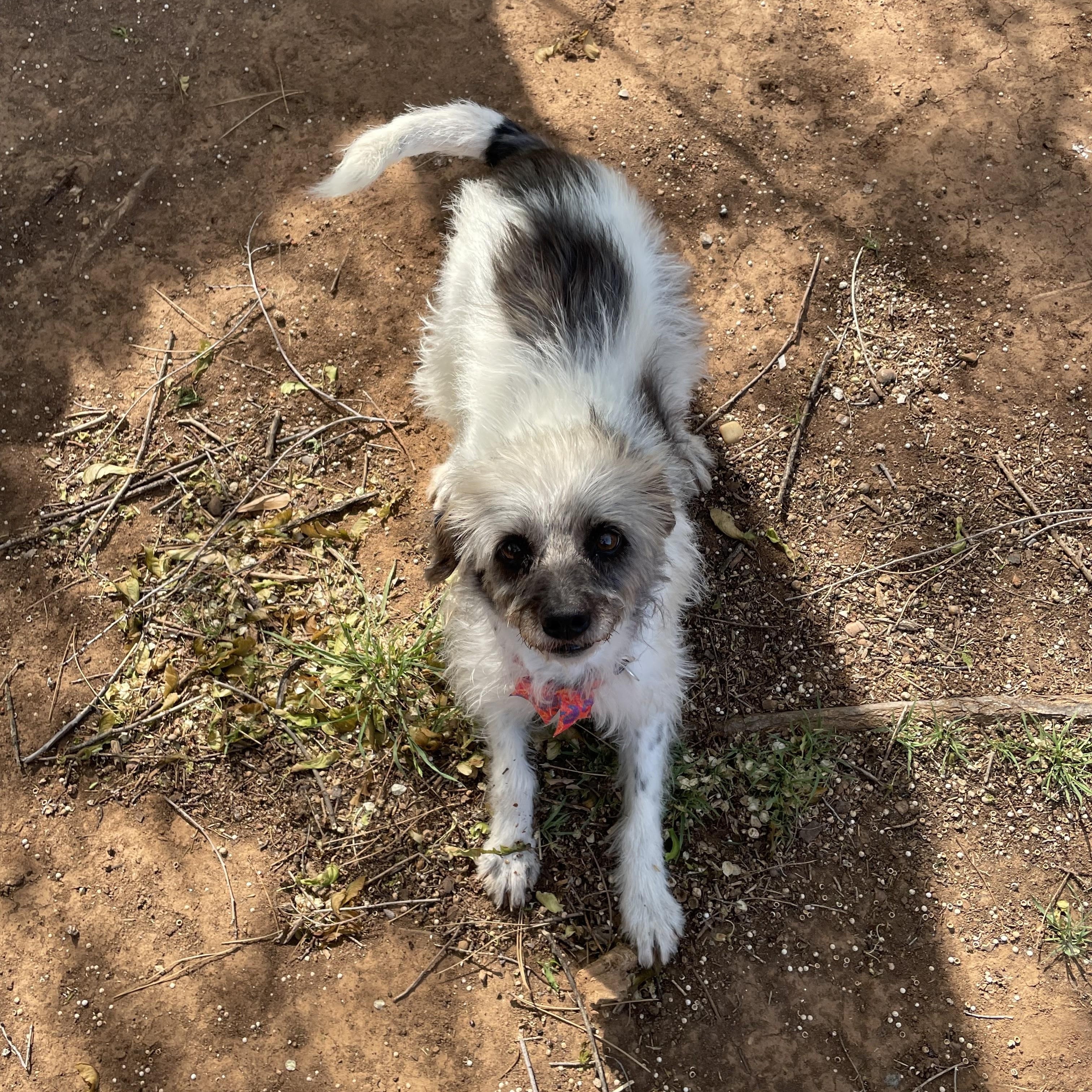 Enlarge Pepper, an adopted mixed breed in Choctaw, OK image 3/3