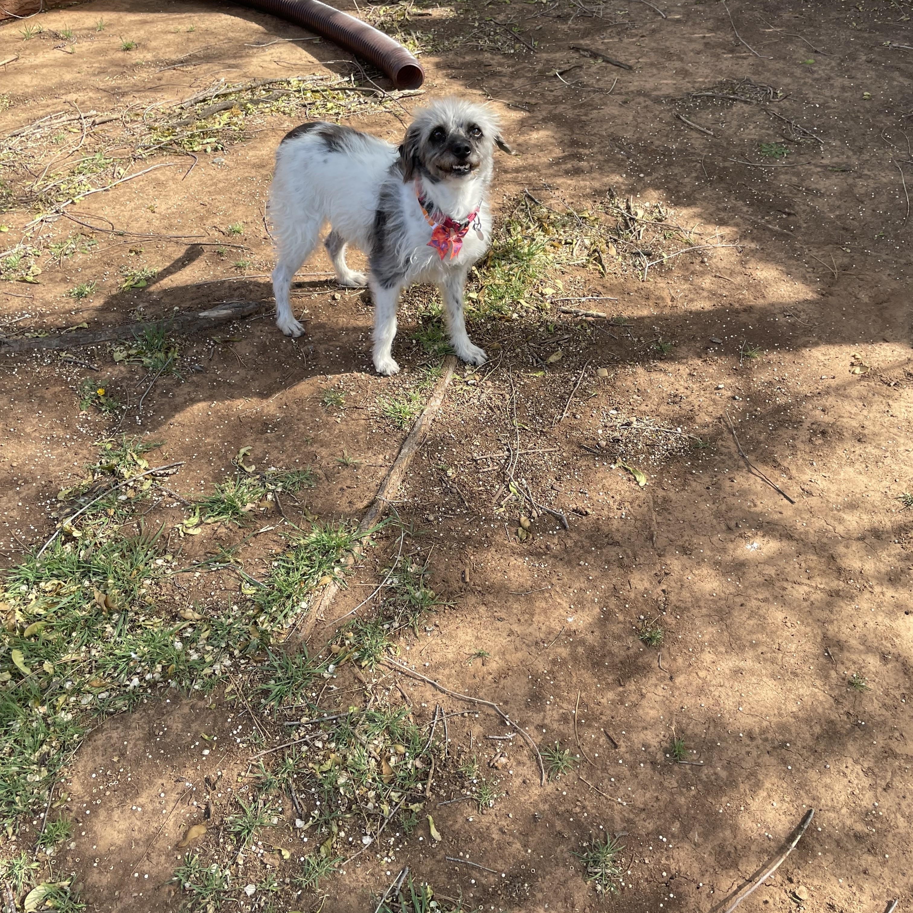 Enlarge Pepper, an adopted mixed breed in Choctaw, OK image 2/3