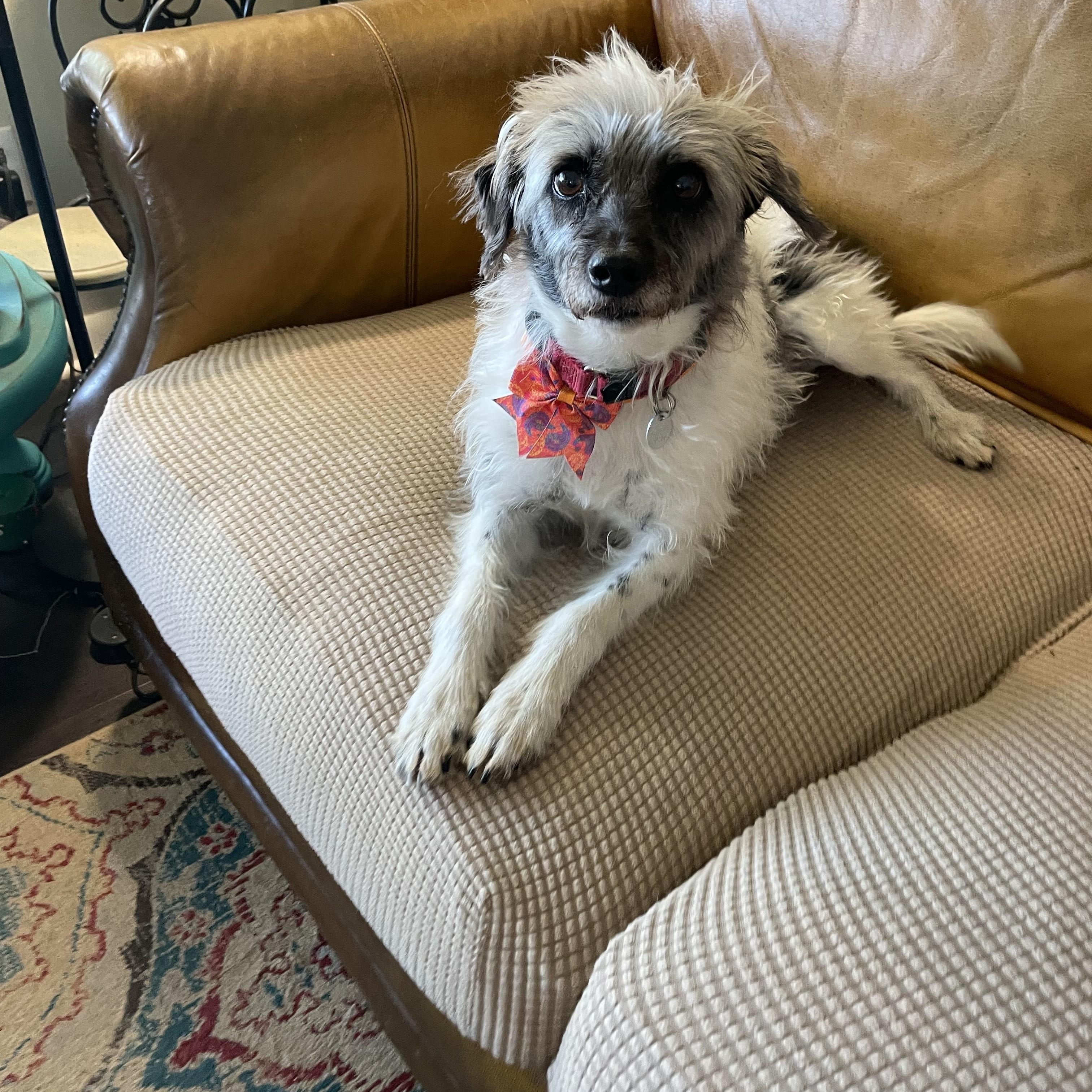 Enlarge Pepper, an adopted mixed breed in Choctaw, OK image 1/3