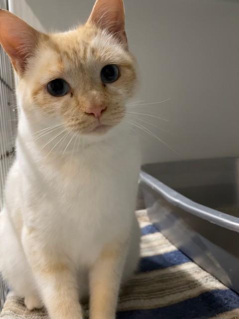 Blu, adopted, Adult Female Siamese.