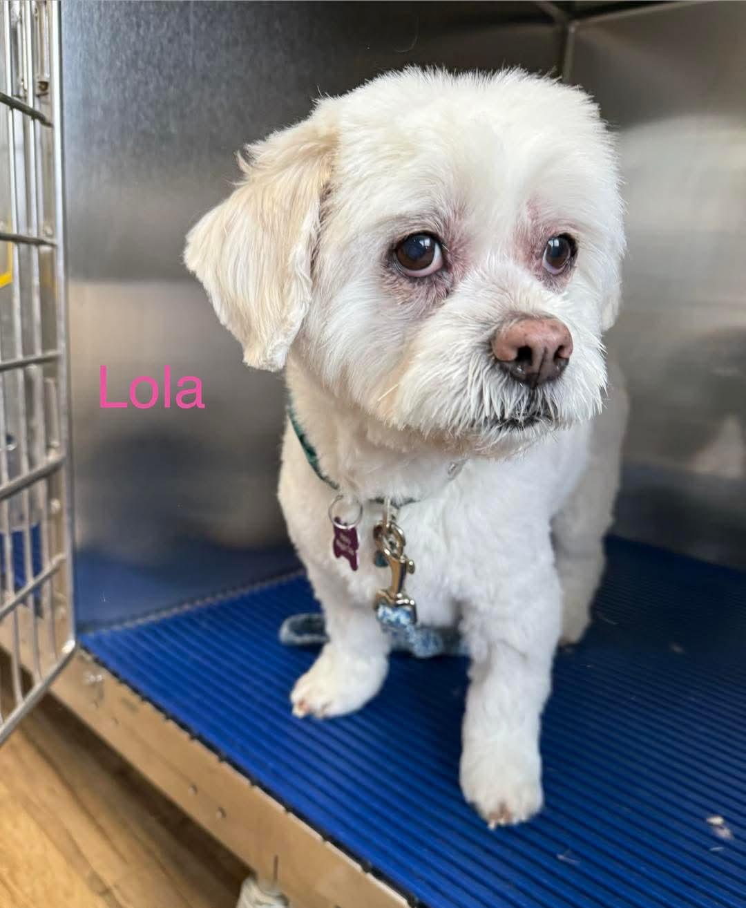 Enlarge Lola, an adopted mixed breed in Tunkhannock, PA image 1/1