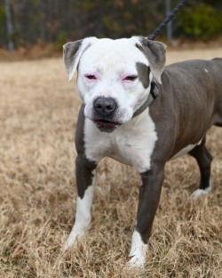 Enlarge DI 90 Sugar Cookie, a Adoptable Pit Bull Terrier in Glen Allen, VA image 1/3