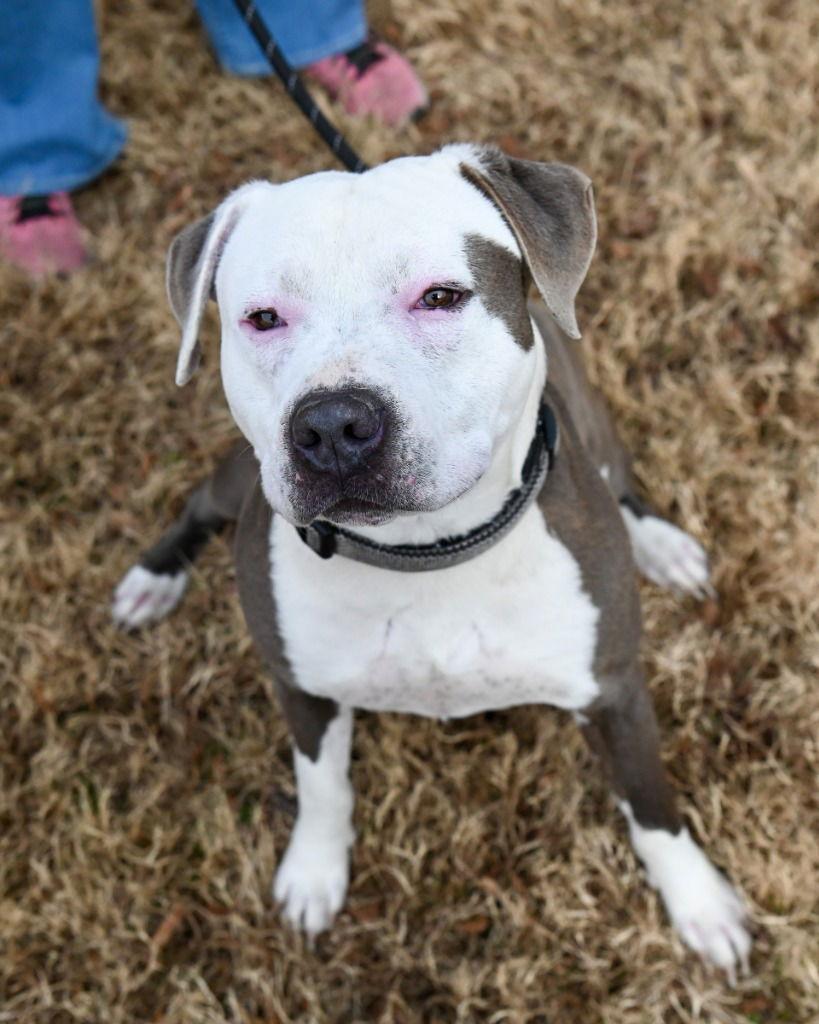 Enlarge DI 90 Sugar Cookie, a Adoptable Pit Bull Terrier in Glen Allen, VA image 2/3