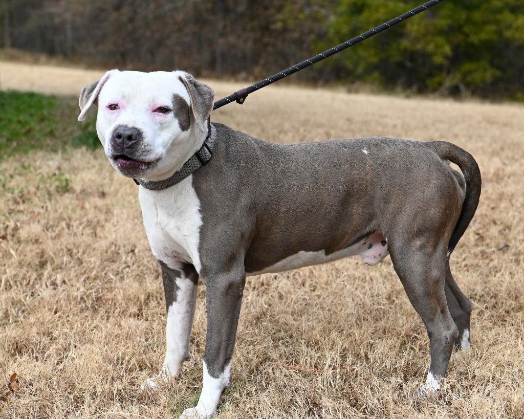 Enlarge DI 90 Sugar Cookie, a Adoptable Pit Bull Terrier in Glen Allen, VA image 3/3