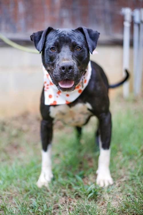 Andy, Adoptable, Young Male Terrier.