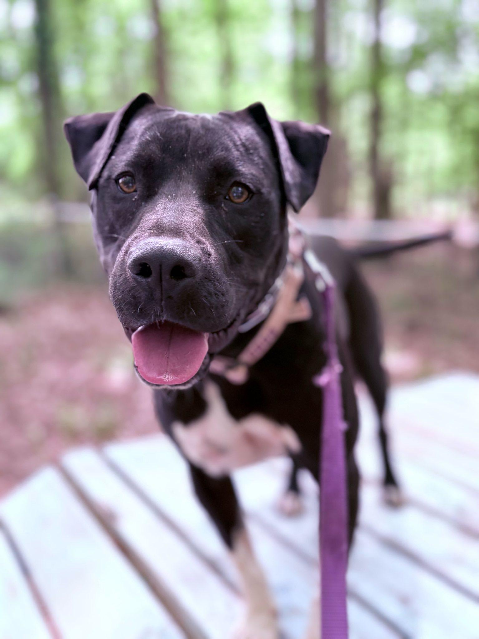Enlarge Andy, a Adoptable Terrier in Greenville, SC image 2/3
