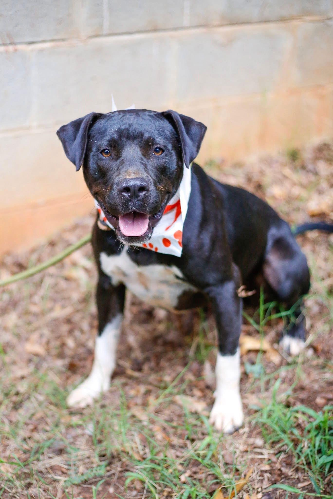 Enlarge Andy, a Adoptable Terrier in Greenville, SC image 3/3